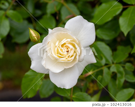 殿堂入りした白いバラ【アイスバーグ】 102413016