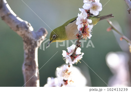 梅の花とメジロ 梅の花とメジロ 102413239