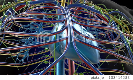 Human heart anatomy for medical concept 3D Rendering 102414388