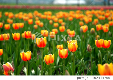 北海道上湧別のチューリップ公園 北海道上湧別のチューリップ公園 102414700