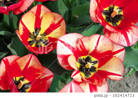 北海道上湧別のチューリップ公園 北海道上湧別のチューリップ公園 102414713