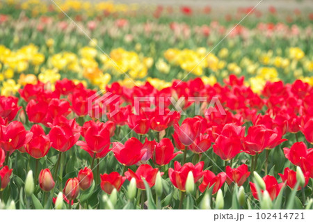 北海道上湧別のチューリップ公園 北海道上湧別のチューリップ公園 102414721