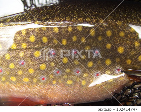 北海道西別川のカワマス（ブルックトラウト） 102414747