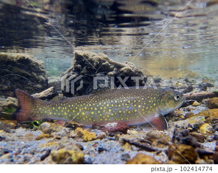 北海道西別川のカワマス（ブルックトラウト） 102414774