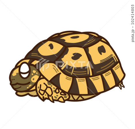 ギリシャリクガメ ギリシャリクガメ 102414803