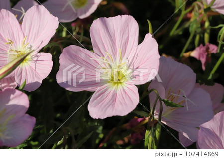 春の野原に咲くヒルザキツキミソウのピンク色の花 102414869