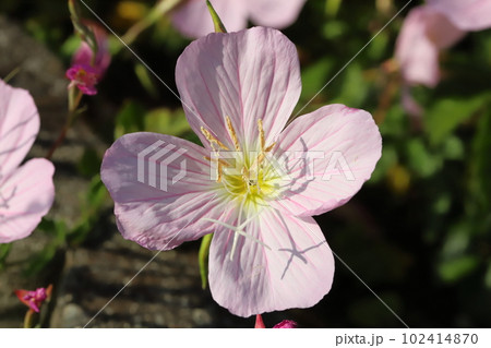 春の野原に咲くヒルザキツキミソウのピンク色の花 春の野原に咲くヒルザキツキミソウのピンク色の花 102414870