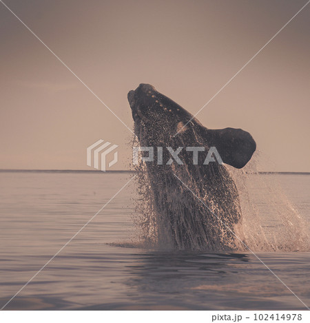 Whale Patagonia Argentina Whale Patagonia Argentina 102414978