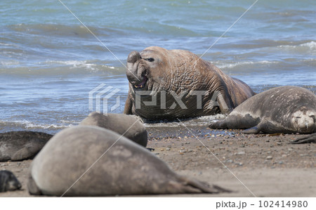 Elephant seal family, Peninsula Valdes, Patagonia, Argentina 102414980