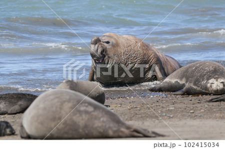Elephant seal family, Peninsula Valdes, Patagonia, Argentina 102415034
