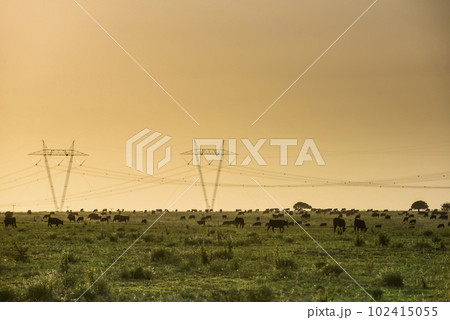 Cattle in pampas countryside, La Pampa, Argentina. 102415055