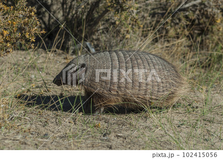 Hairy Armadillo, in desert environment, Peninsula Valdes, Patagonia, Argentina Hairy Armadillo, in desert environment, Peninsula Valdes, Patagonia, Argentina 102415056