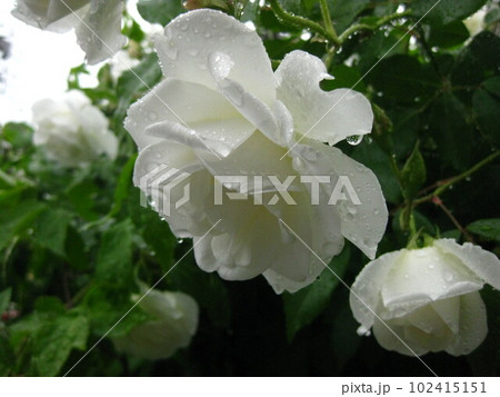 雨の日の白バラさんを撮影しました。 102415151