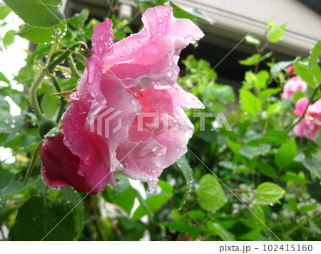 雨の日のピンク色のバラさんを撮影しました。 雨の日のピンク色のバラさんを撮影しました。 102415160