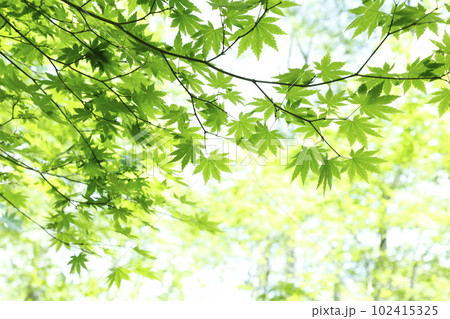 エコイメージ 新緑 エコイメージ 新緑 102415325