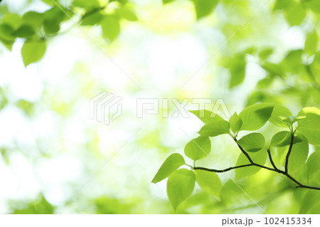 エコイメージ　新緑 102415334