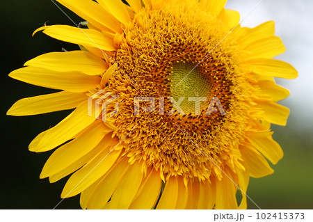 異次元の別世界があるようなヒマワリの中心部ー拾 異次元の別世界があるようなヒマワリの中心部ー拾 102415373