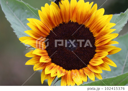 異次元の別世界があるようなヒマワリの中心部ー七 102415376