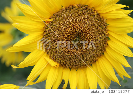 異次元の別世界があるようなヒマワリの中心部ー六 102415377