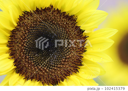 異次元の別世界があるようなヒマワリの中心部ー五 異次元の別世界があるようなヒマワリの中心部ー五 102415379