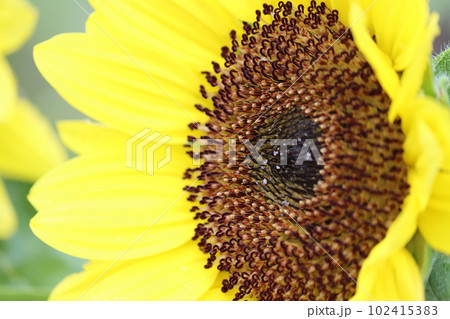 異次元の別世界があるようなヒマワリの中心部ー四 異次元の別世界があるようなヒマワリの中心部ー四 102415383