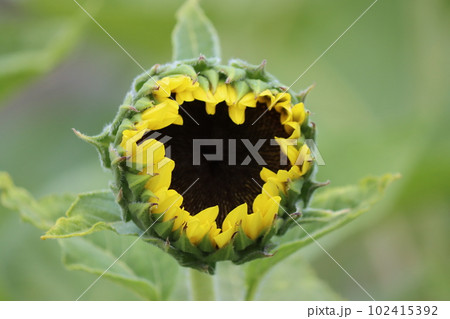 やがて大きく開く向日葵のつぼみ 102415392
