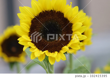 少し開いた花姿は黄色いスカーフを纏ったよう 102415395