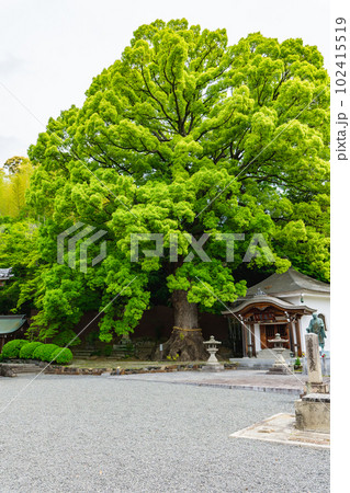 大阪府高槻市の一乗寺　弁慶の駒つなぎ　クスノキの大木 102415519