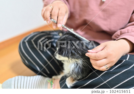 チワワのお手入れをする女性　トリミング　グルーミング 102415651