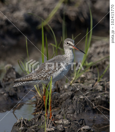 Common Redshank looking for food in the water. Common Redshank looking for food in the water. 102415770