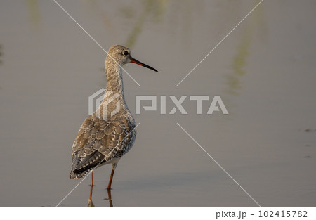 common redshank looking for food in the water. common redshank looking for food in the water. 102415782
