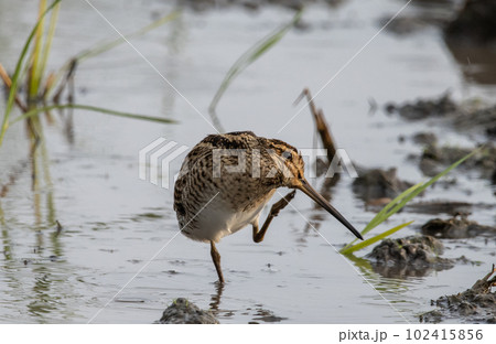 Pin-tailed Snipe standing on the ground with water. 102415856