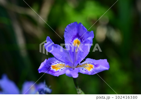 青い色のシャガ（アヤメ科アヤメ属）の多年草 102416380
