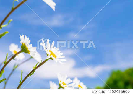 青空とマーガレット 102416607