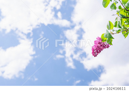 春の空とライラック 春の空とライラック 102416611
