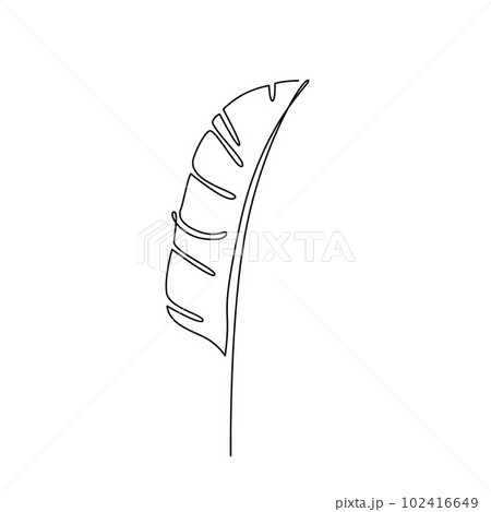 BANANA LEAF LINE ART. Vector plant leaf Continuous Line Drawing. Vector illustration with palm tree leaf 102416649
