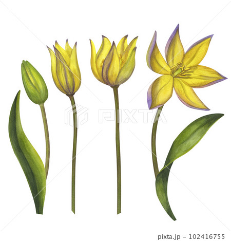 Yellow Bieberstein tulip. Lily. Early blooming. Spring flower. Hand-drawn watercolor illustration isolated on white background. For use card, poster, label, scrapbook, logo 102416755