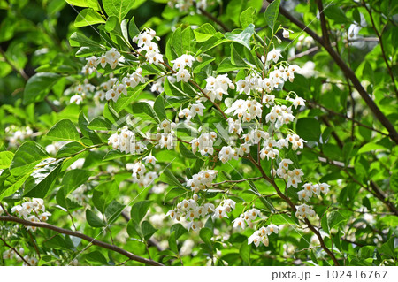 エゴノキの花 エゴノキの花 102416767