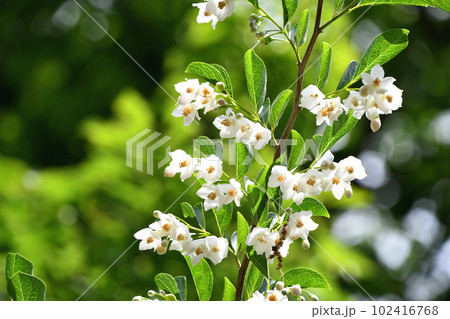 エゴノキの花 エゴノキの花 102416768