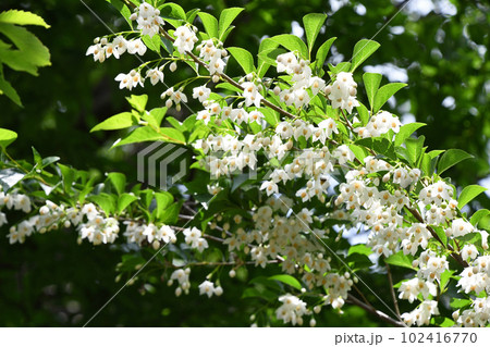 エゴノキの花 エゴノキの花 102416770