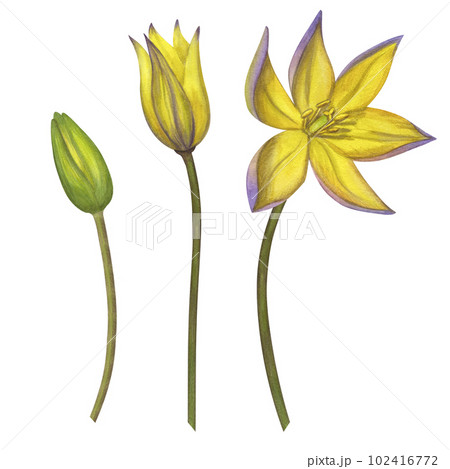 Yellow Bieberstein tulip. Lily. Early blooming. Spring flower. Hand-drawn watercolor illustration isolated on white background. For use card, poster 102416772
