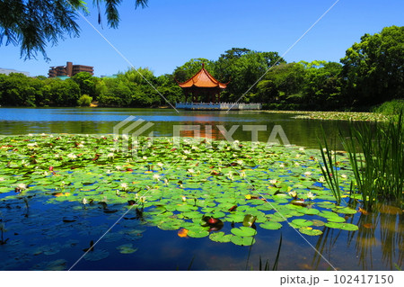 緑ヶ丘公園（兵庫県伊丹市）賞月亭　 102417150