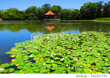 緑ヶ丘公園（兵庫県伊丹市）賞月亭　 102417151