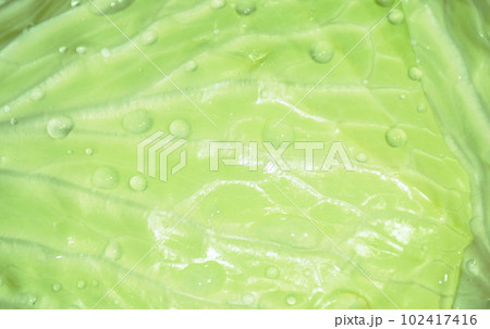 close up of fresh cabbage vegetable salad with drop of water arranging on white background close up of fresh cabbage vegetable salad with drop of water arranging on white background 102417416