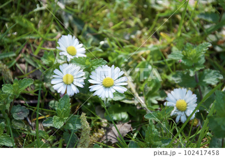 春の山に咲いた白い雛菊（ヒナギク）白い花のデイジー（ヒナギク、雛菊）の花言葉は「無邪気」 102417458
