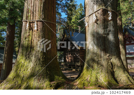 河口浅間神社　七本杉の巨木と拝殿　山梨県富士河口湖町 102417469