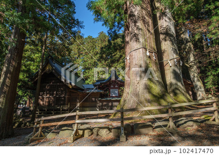 河口浅間神社　七本杉の巨木と拝殿　山梨県富士河口湖町 102417470