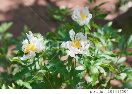 白いシャクヤク 白いシャクヤク 102417504