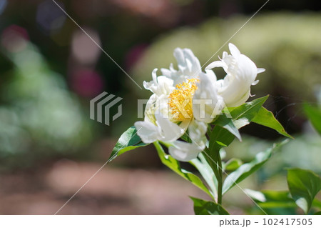 白いシャクヤク 102417505