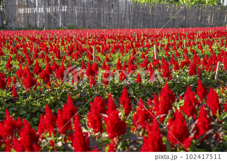 The red cockscomb flower plant in garden. 102417511
